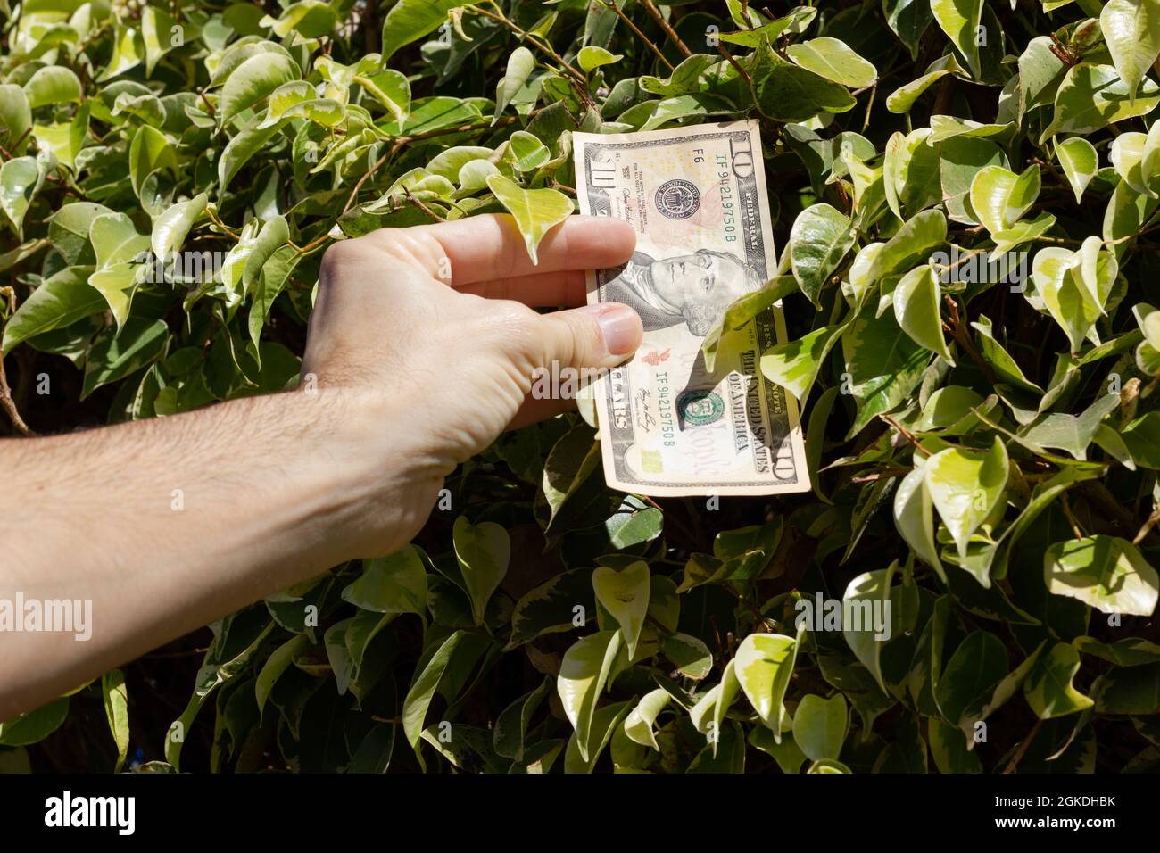 Main de l'homme prenant un billet de dix dollars de Green Leaves Bush. Argent croissant sur les arbres, les concepts de la personne chanceux Banque D'Images