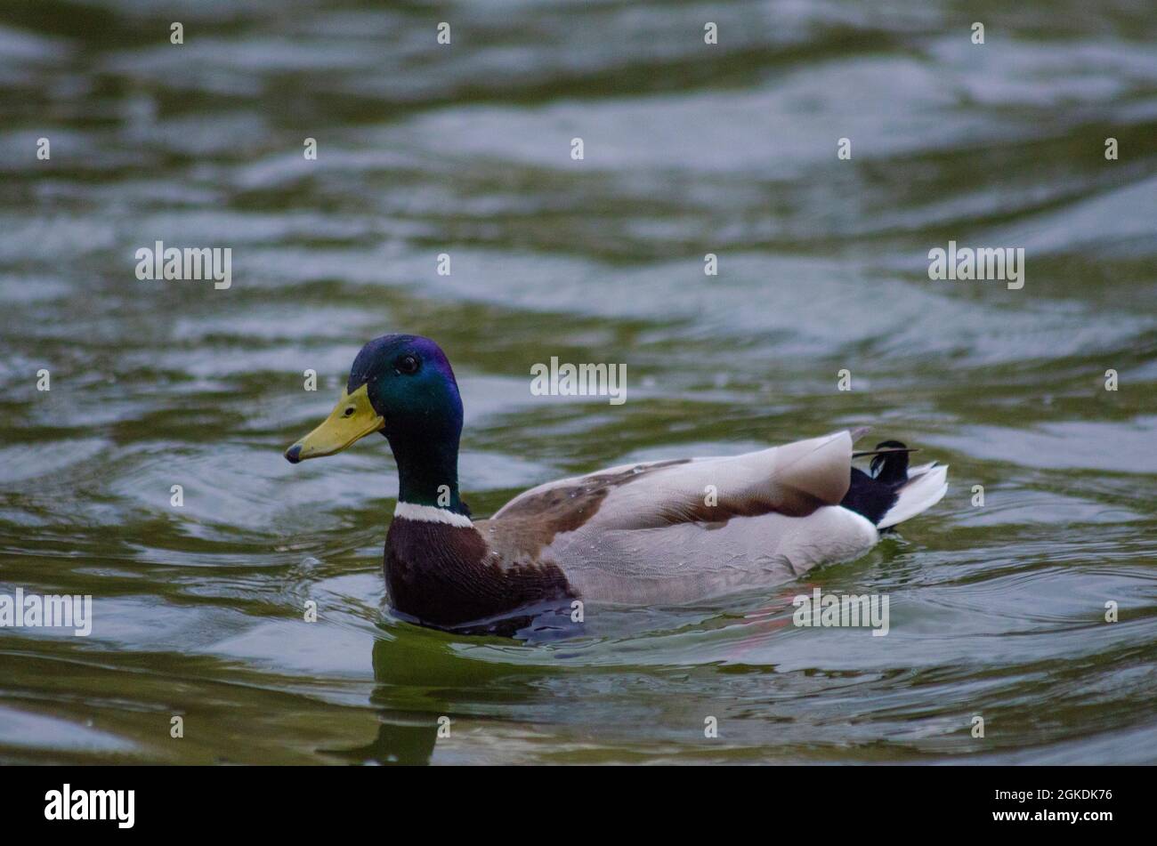 Un canard colvert mâle ( Anas platyrhynchos ) sur l'eau d'un lac à Bucarest, Roumanie - photo: Geopix Banque D'Images