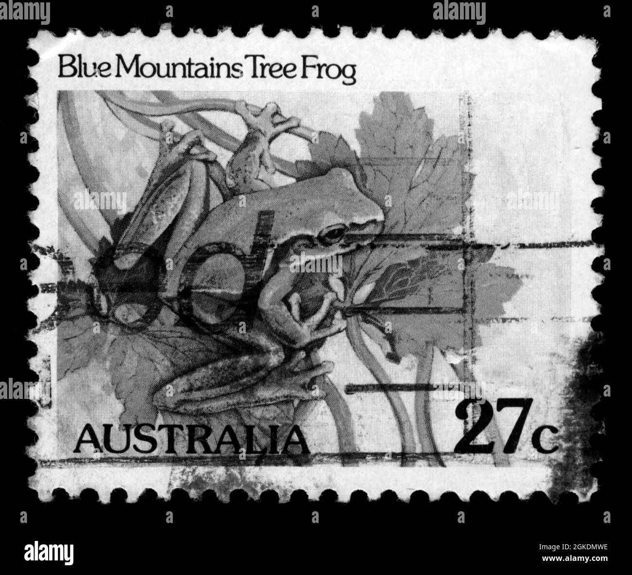 Imprimé timbres en Australie, grenouille des Blue Mountains Banque D'Images