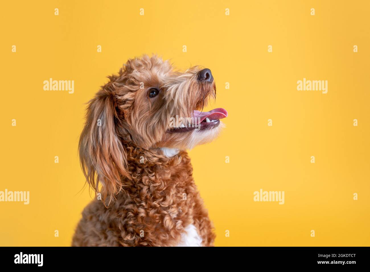 Mini-chien d'or, chiot doré Banque D'Images