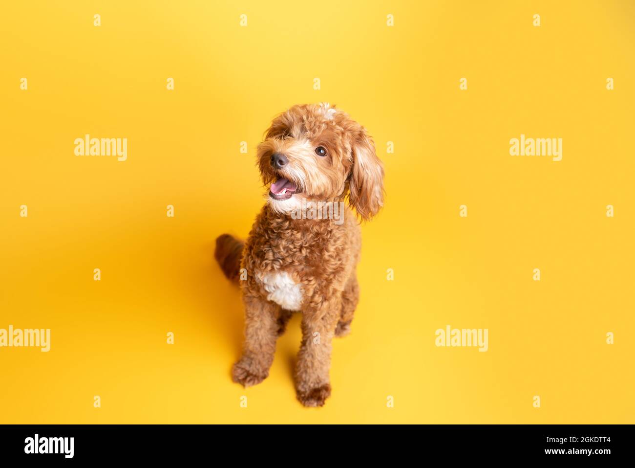 Mini-chien d'or, chiot doré Banque D'Images