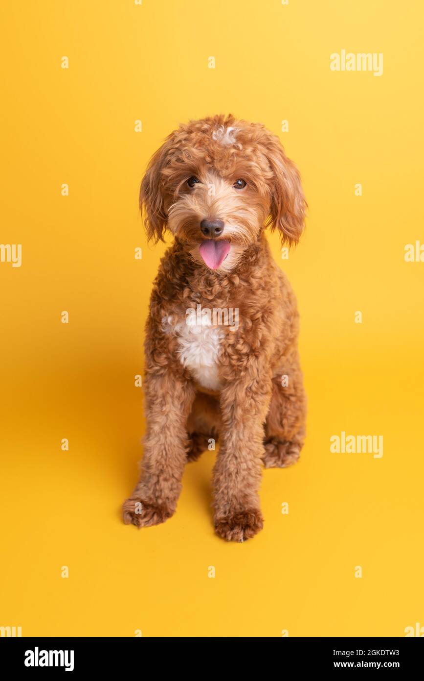 Mini-chien d'or, chiot doré Banque D'Images