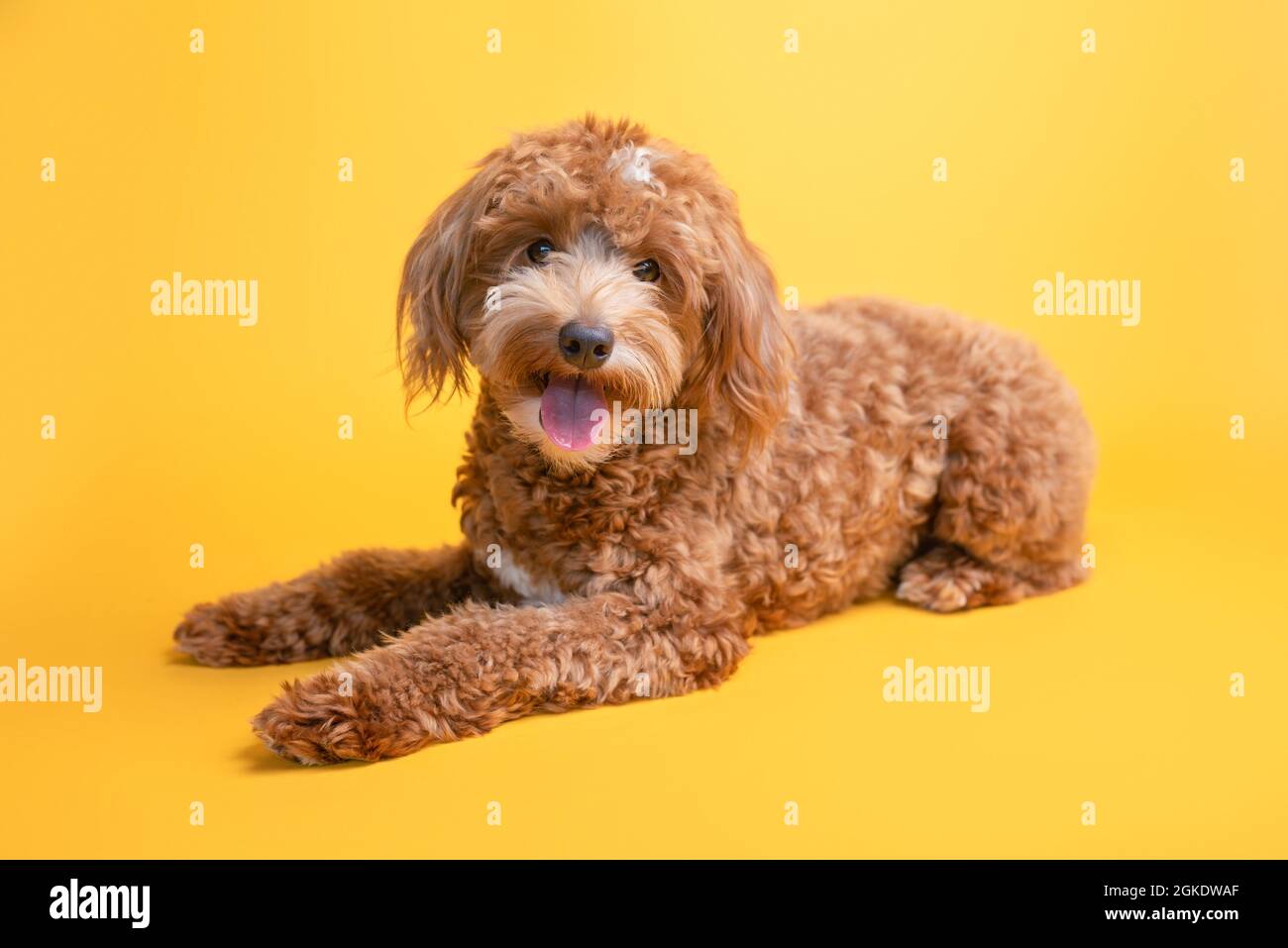 Mini-chien d'or, chiot doré Banque D'Images