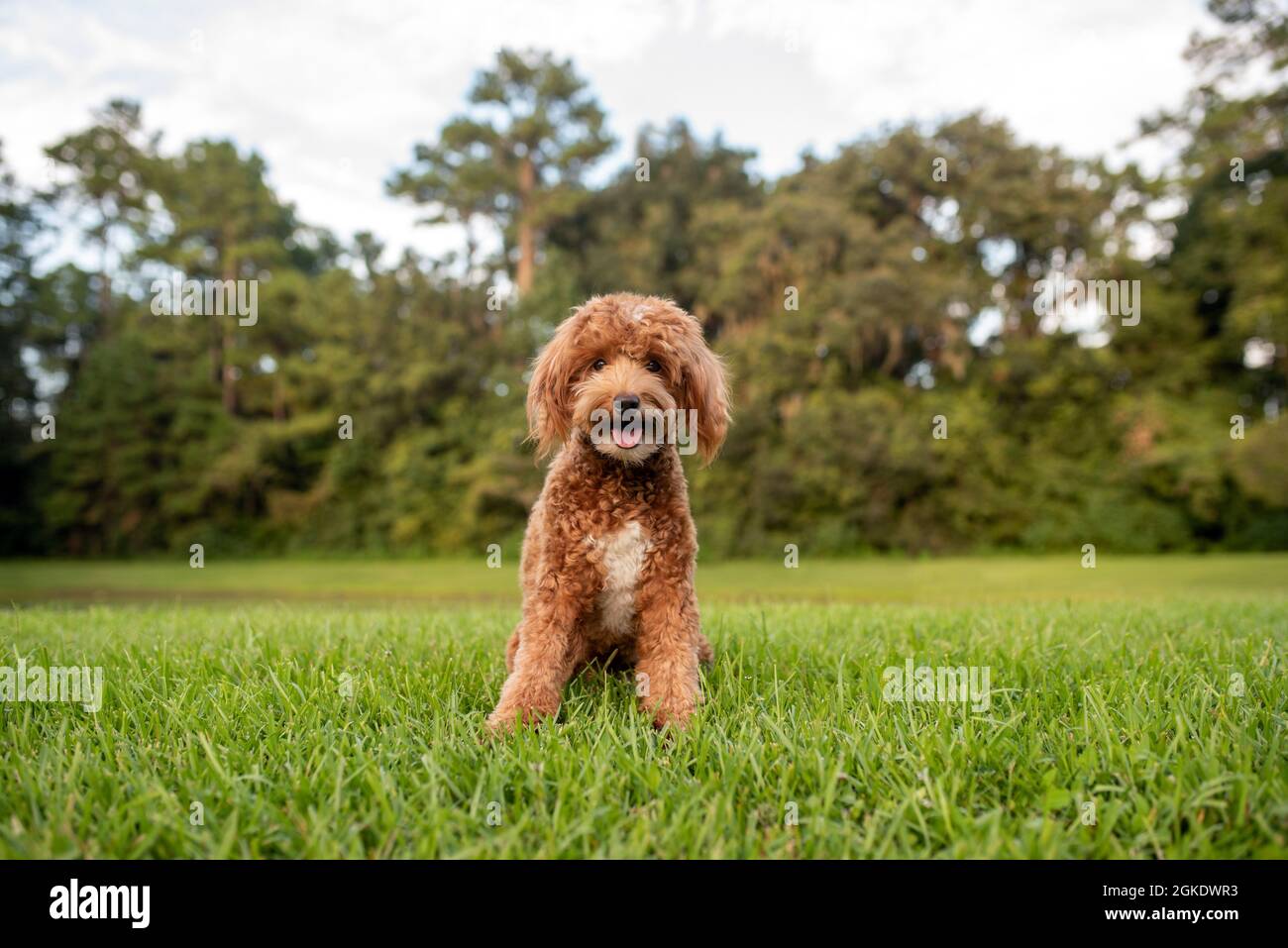 Mini-chien d'or, chien doré sur herbe verte Banque D'Images