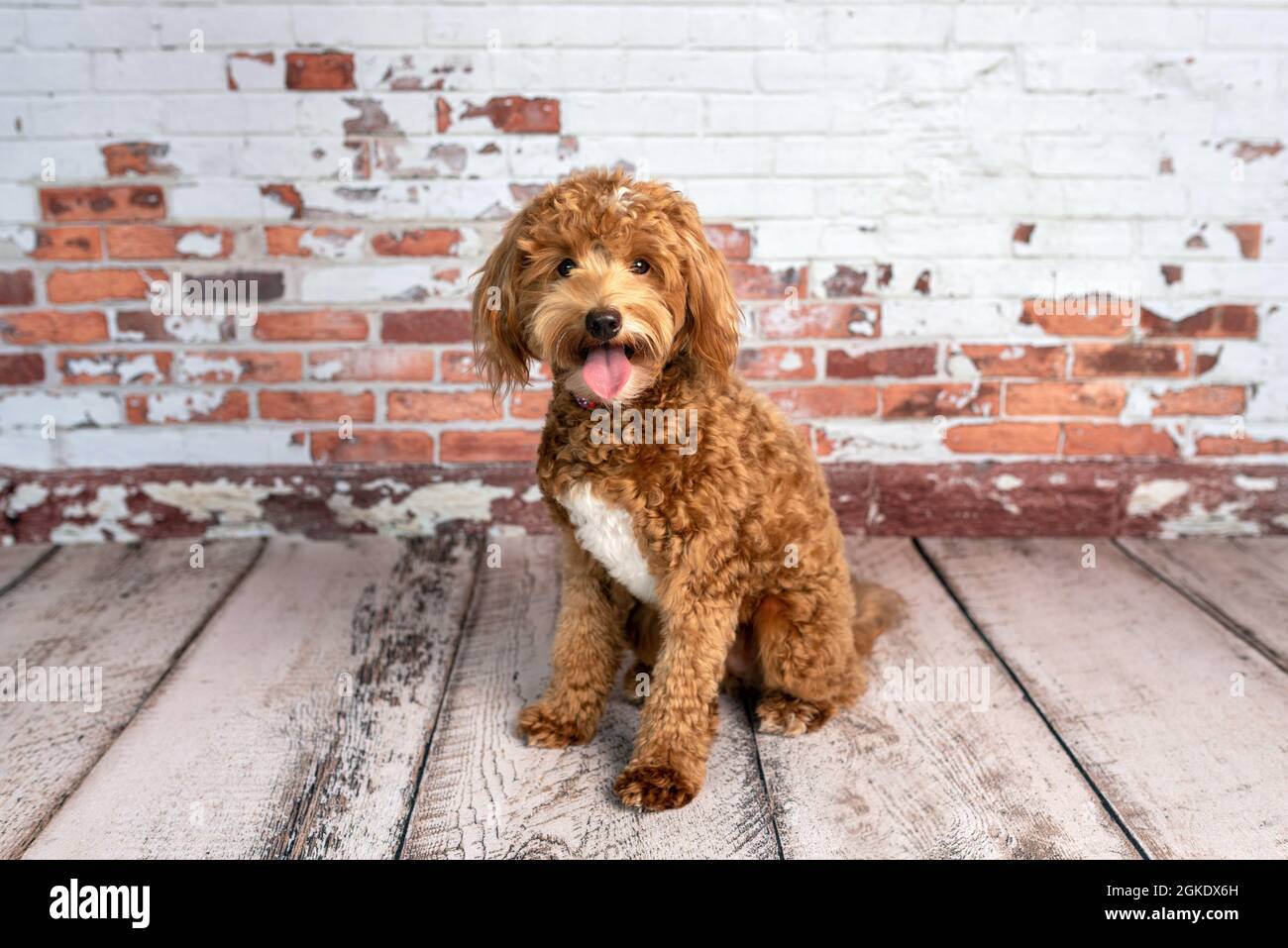 Mini-chien d'or, chien doré dans un studio Banque D'Images