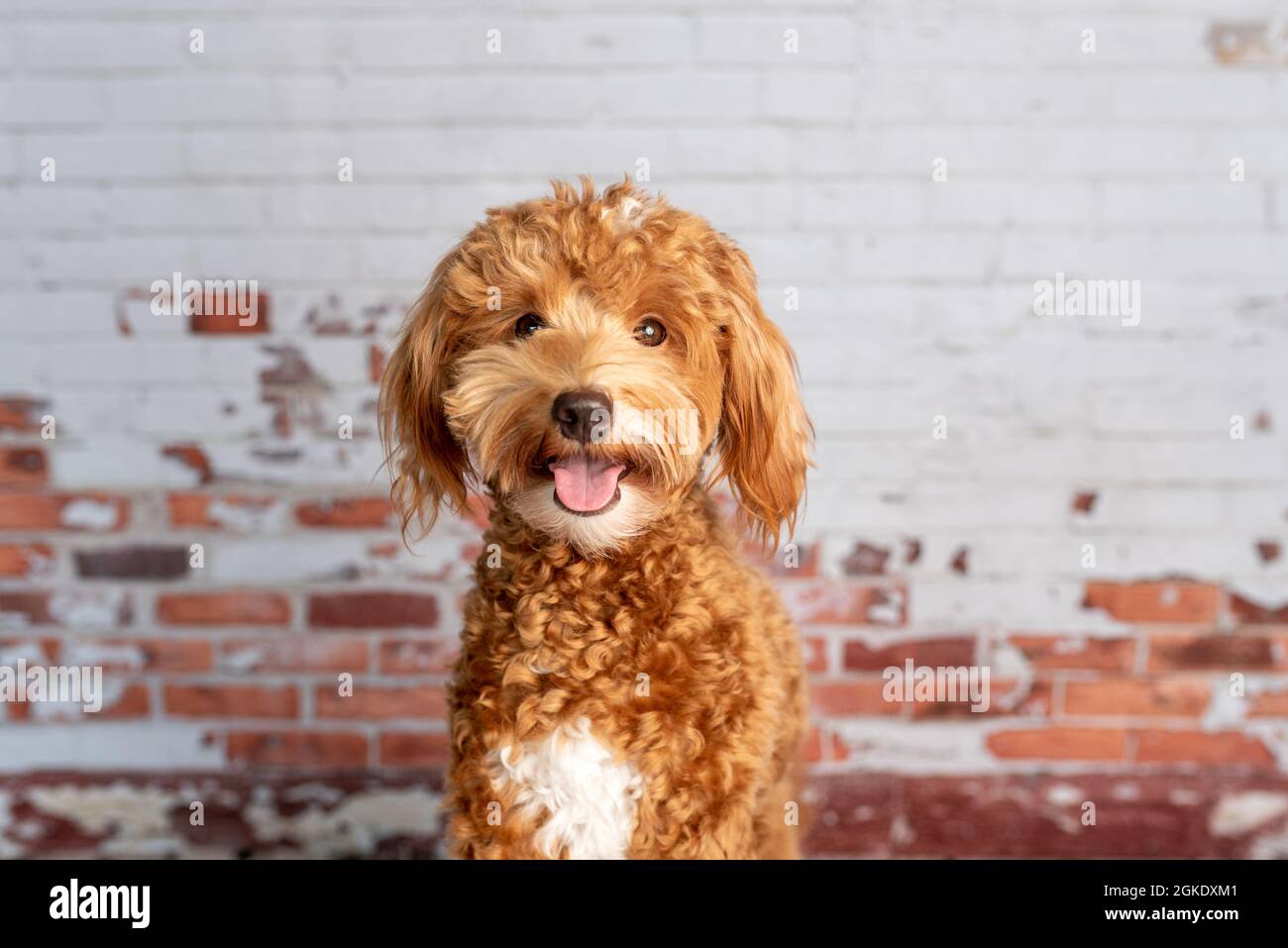 Mini-chien d'or, chien doré dans un studio Banque D'Images