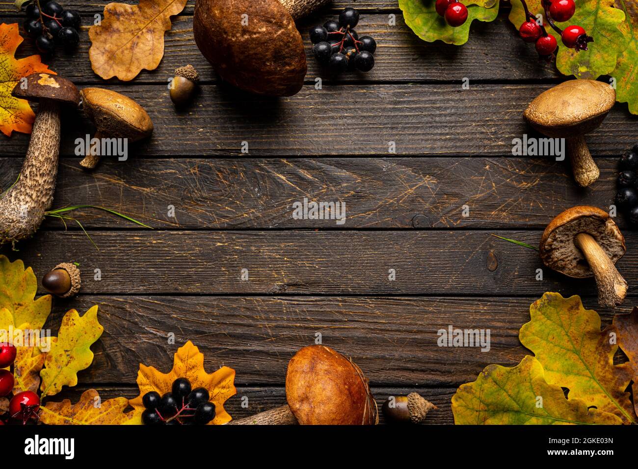 Champignons Boletus avec feuilles de chêne d'automne sur fond de bois. Vue de dessus en automne Banque D'Images