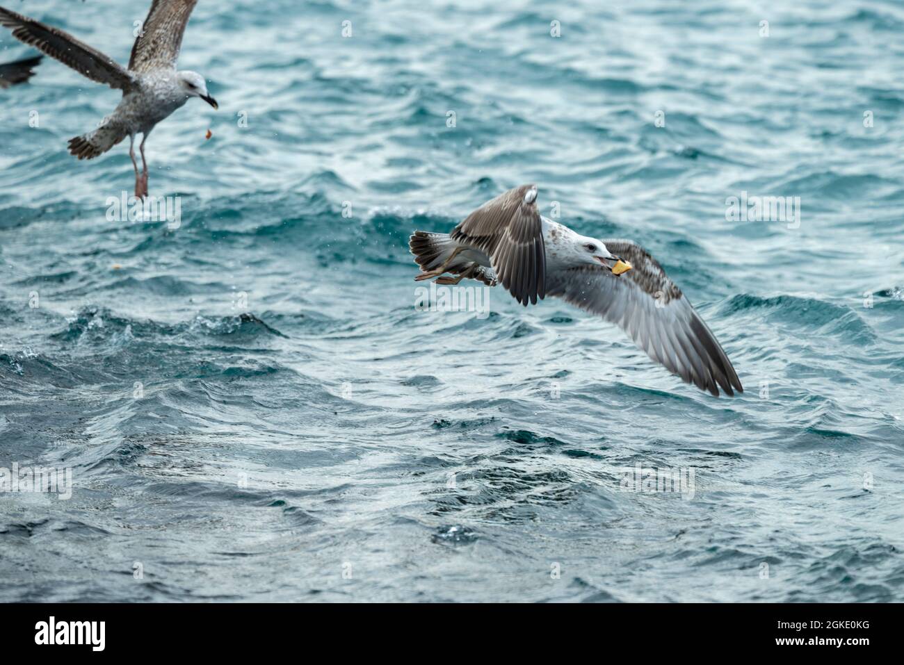 Mouettes mangeant de la nourriture au-dessus de la mer Banque D'Images