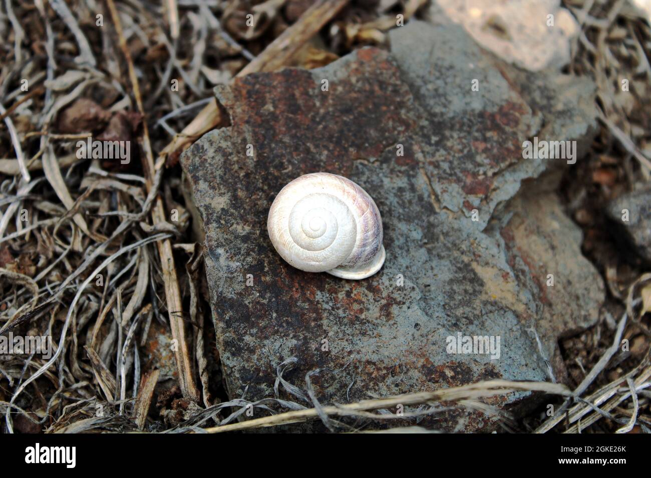 Caracol blanco Banque D'Images
