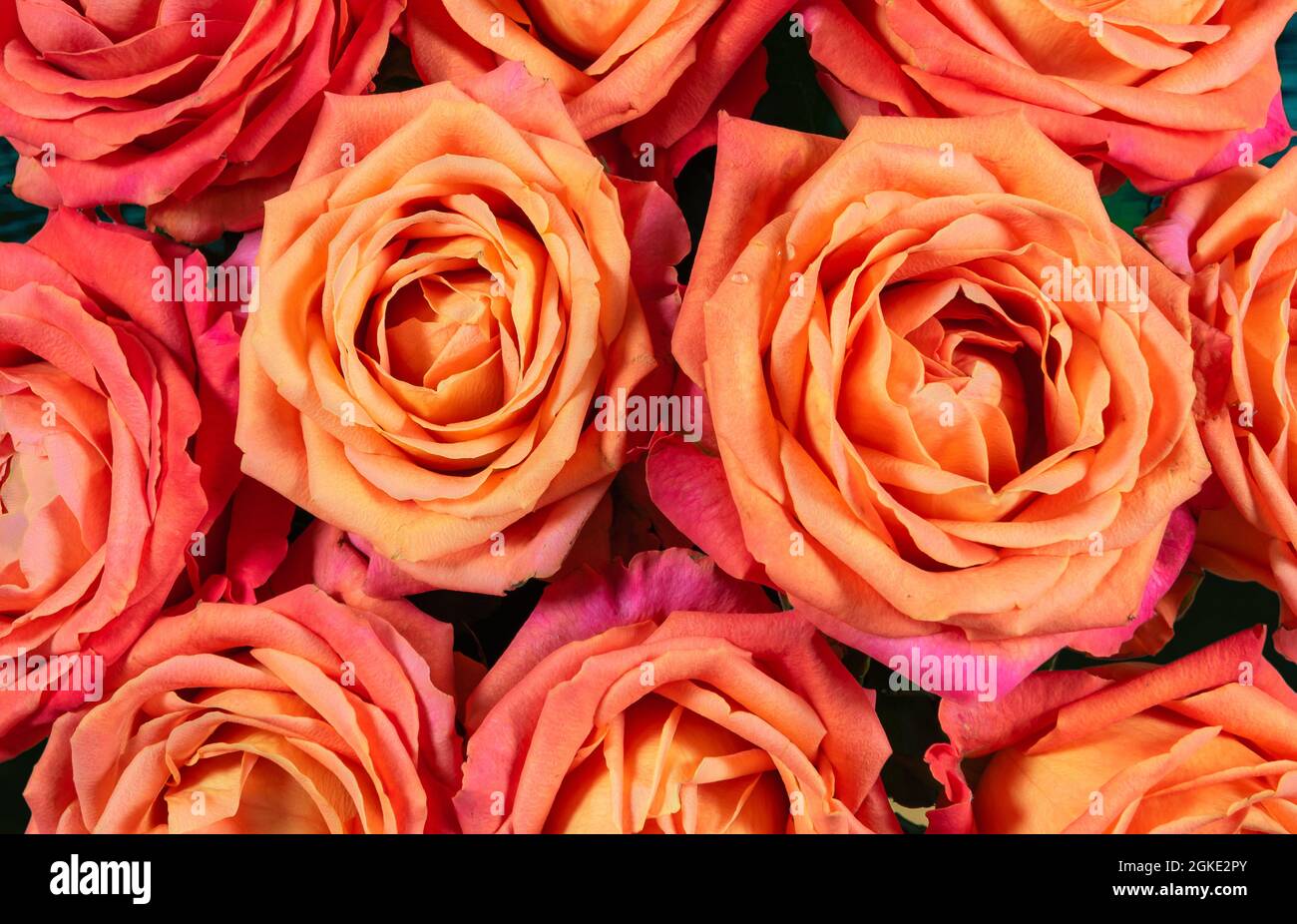 Magnifique fond de roses orange. Banque D'Images
