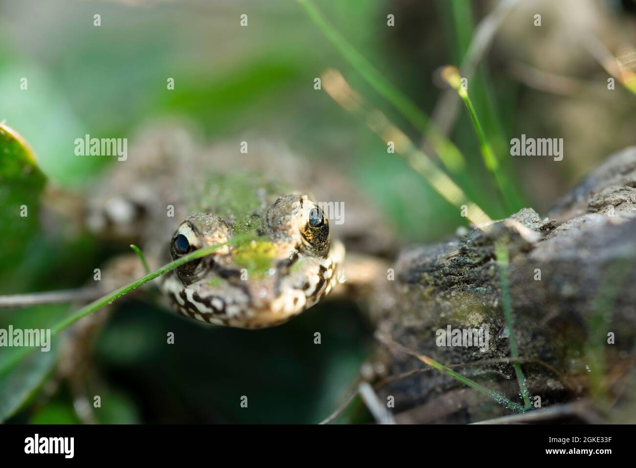 grenouille verte européenne posant pour l'appareil photo avec objectif macro Banque D'Images
