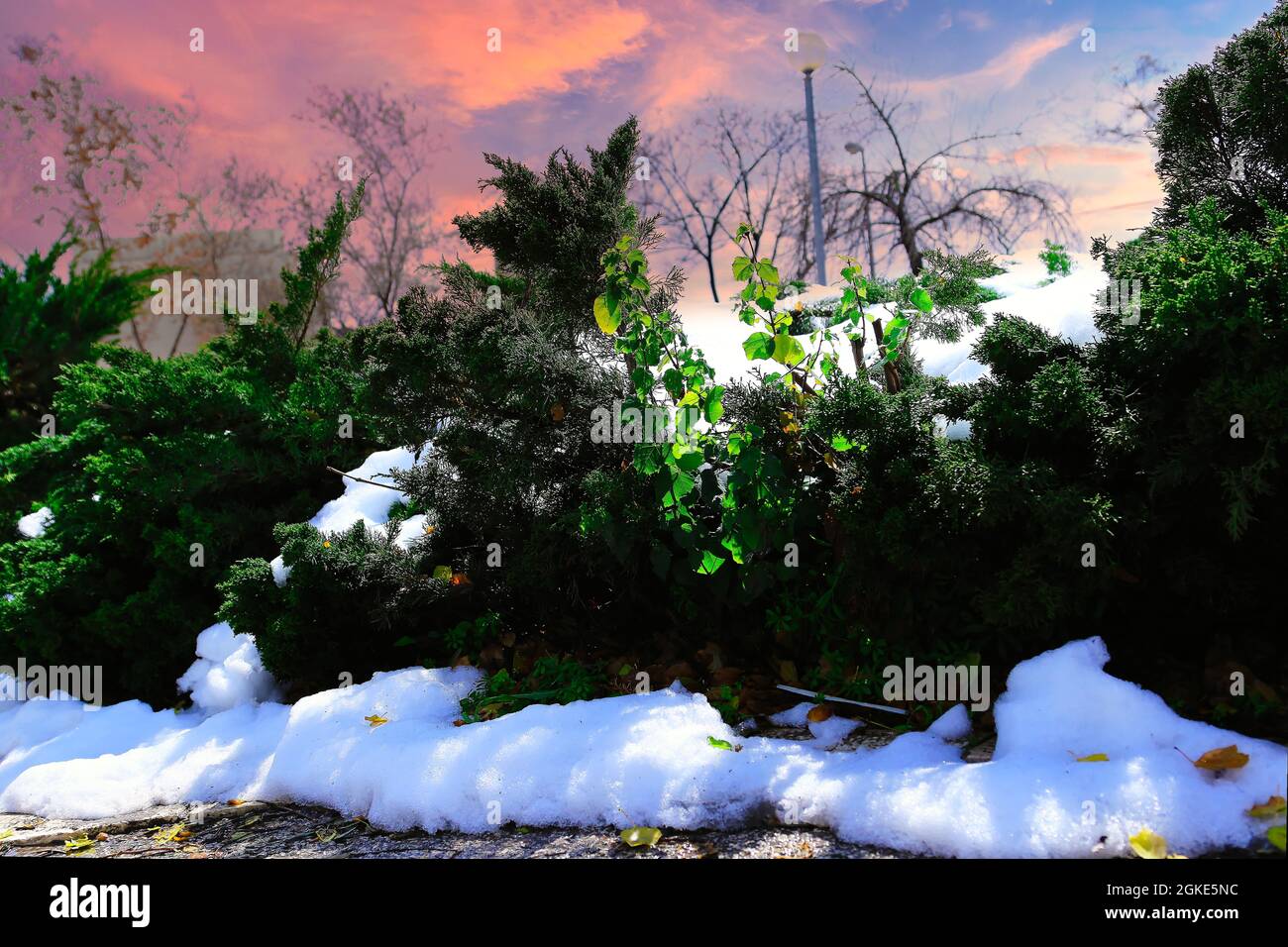 Gros plan d'un arbuste à baies recouvert de neige lors d'une tempête de neige à Prescott, Arizona Banque D'Images