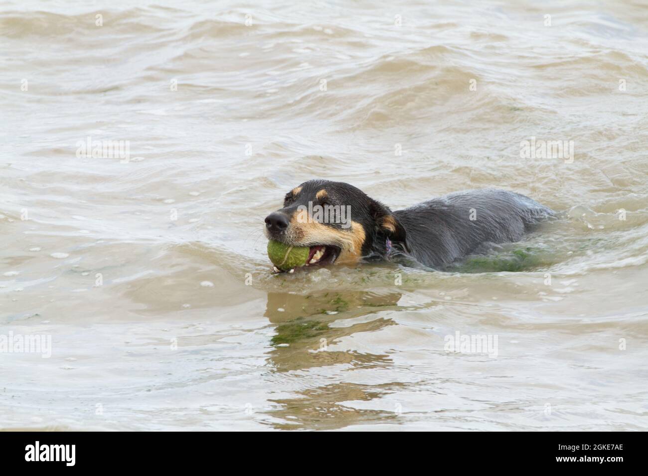 Un chien heureux de récupérer une balle de la mer Banque D'Images