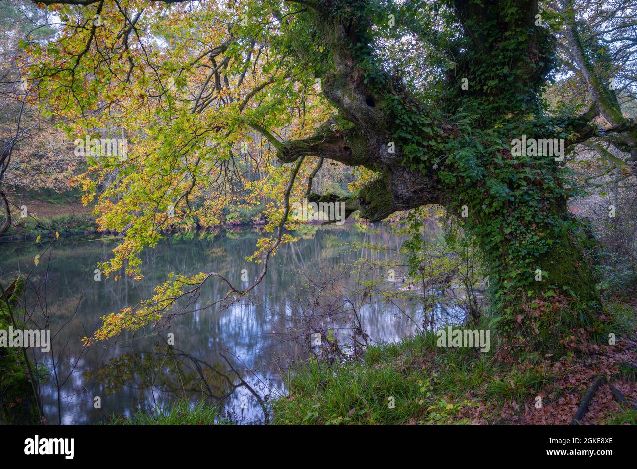 Un énorme chêne couvert d'ivy commence à devenir jaune au début de l'automne, à côté de la rivière Minho à Lugo Galice Banque D'Images