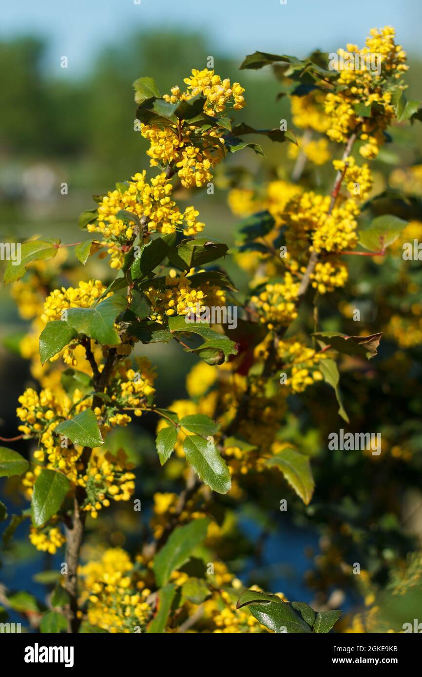 beauté lumineuse de la forêt de fleurs jaunes d'un arbre à miel Banque D'Images