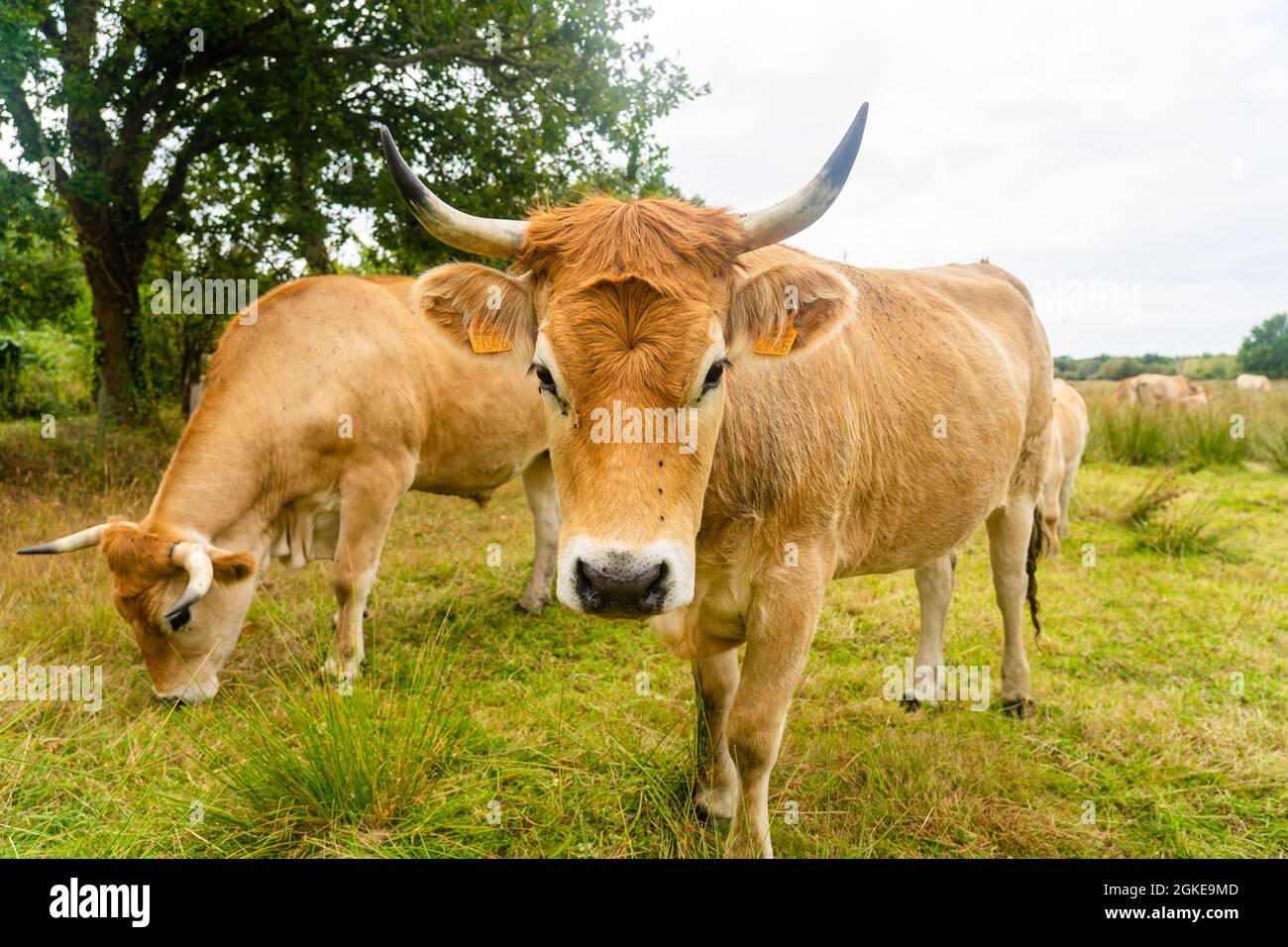 Vaches en limousine. Bétail dans la prairie française. Les vaches brunes des bovins français de la Maraishine reproduisent des pâturages dans la région du nord de la Bretagne. Gratuit Banque D'Images