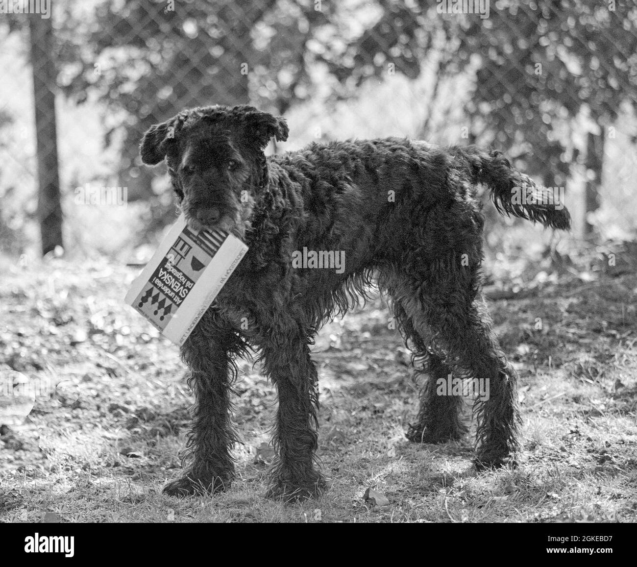 Giant Schnauzer / Riesenschnauzer photo: Bo Arrhed Banque D'Images