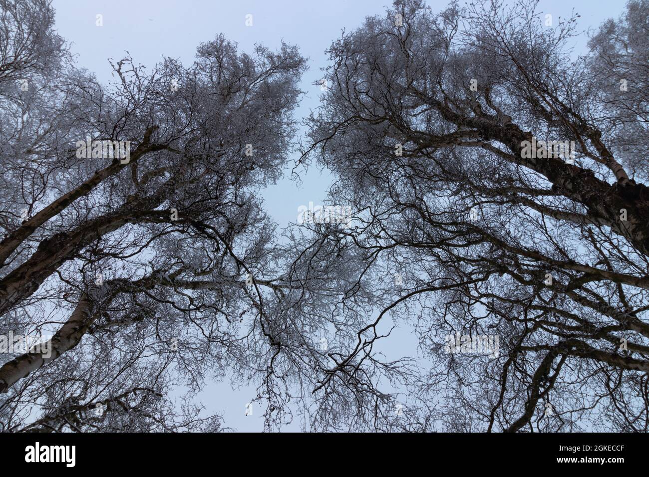 Vue sur les branches d'arbres couvertes de neige en hiver. Regardez sur les branches d'arbre sans feuilles. Banque D'Images