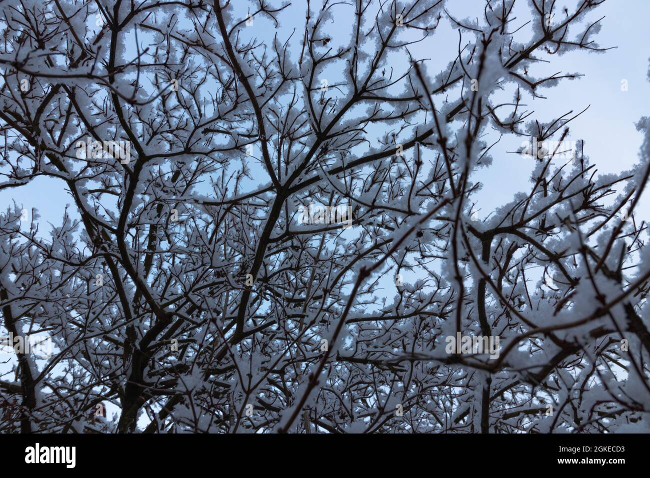 Vue sur les branches d'arbres couvertes de neige en hiver. Regardez sur les branches d'arbre sans feuilles. Banque D'Images