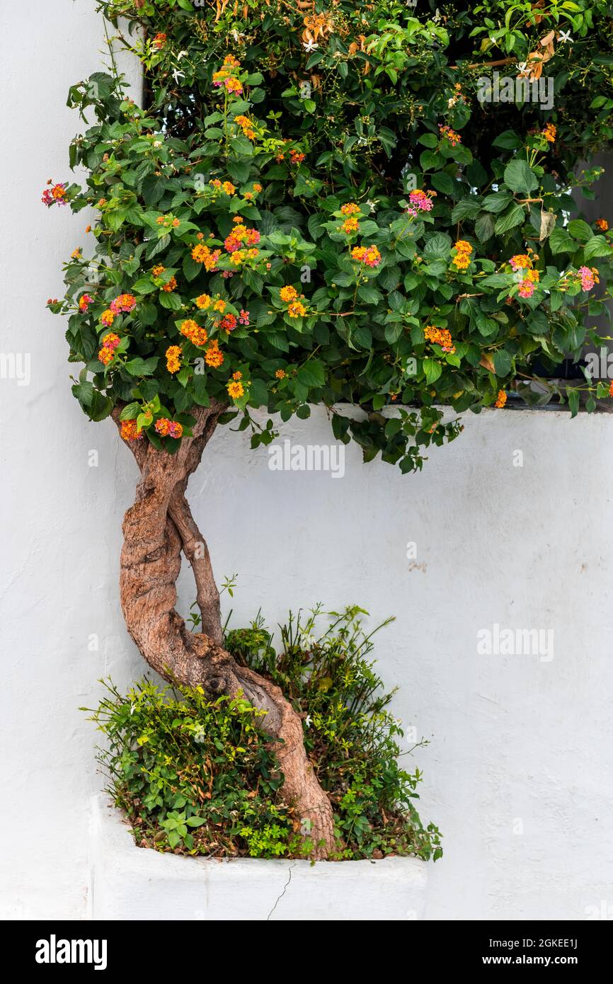 Plante à un mur blanc, la vieille ville de Chora, la ville de Mykonos, Mykonos, Cyclades, Grèce Banque D'Images