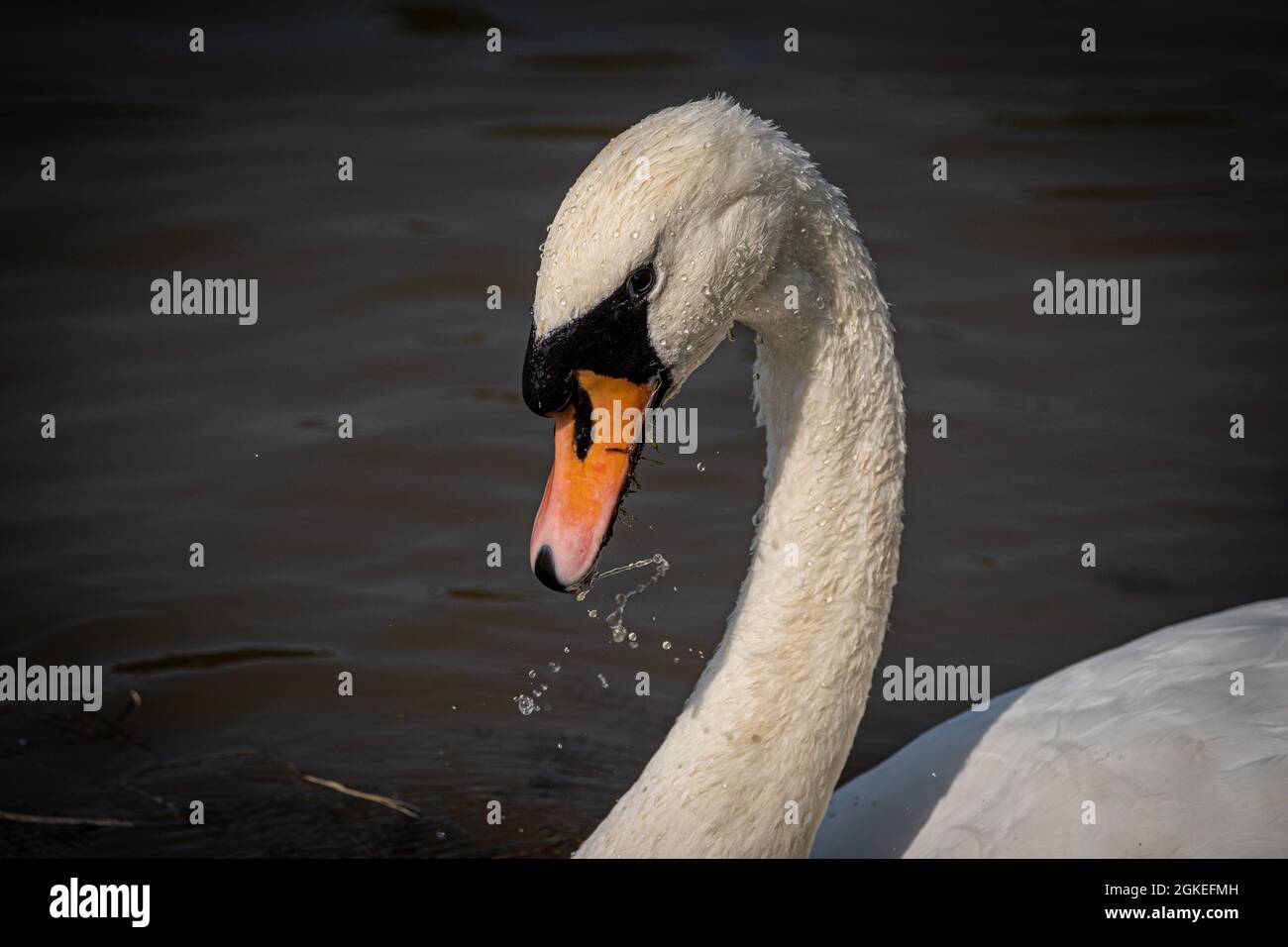 Cygne muet head shot Banque D'Images