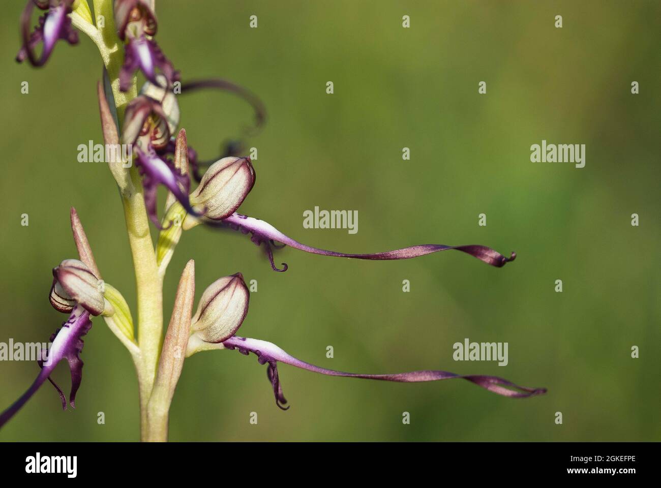 Orchidée de lézard à langue ageuse de Buck (Himantoglossum hircinum) en inflorescence, Kresna, Bulgarie Banque D'Images