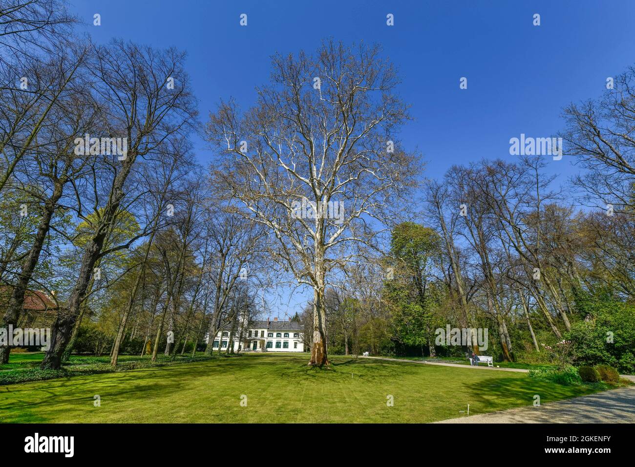London planetree (Platanus acerifolia) Garden, Britzer Schloss, Alt-Britz, Neukoelln, Berlin, Allemagne Banque D'Images