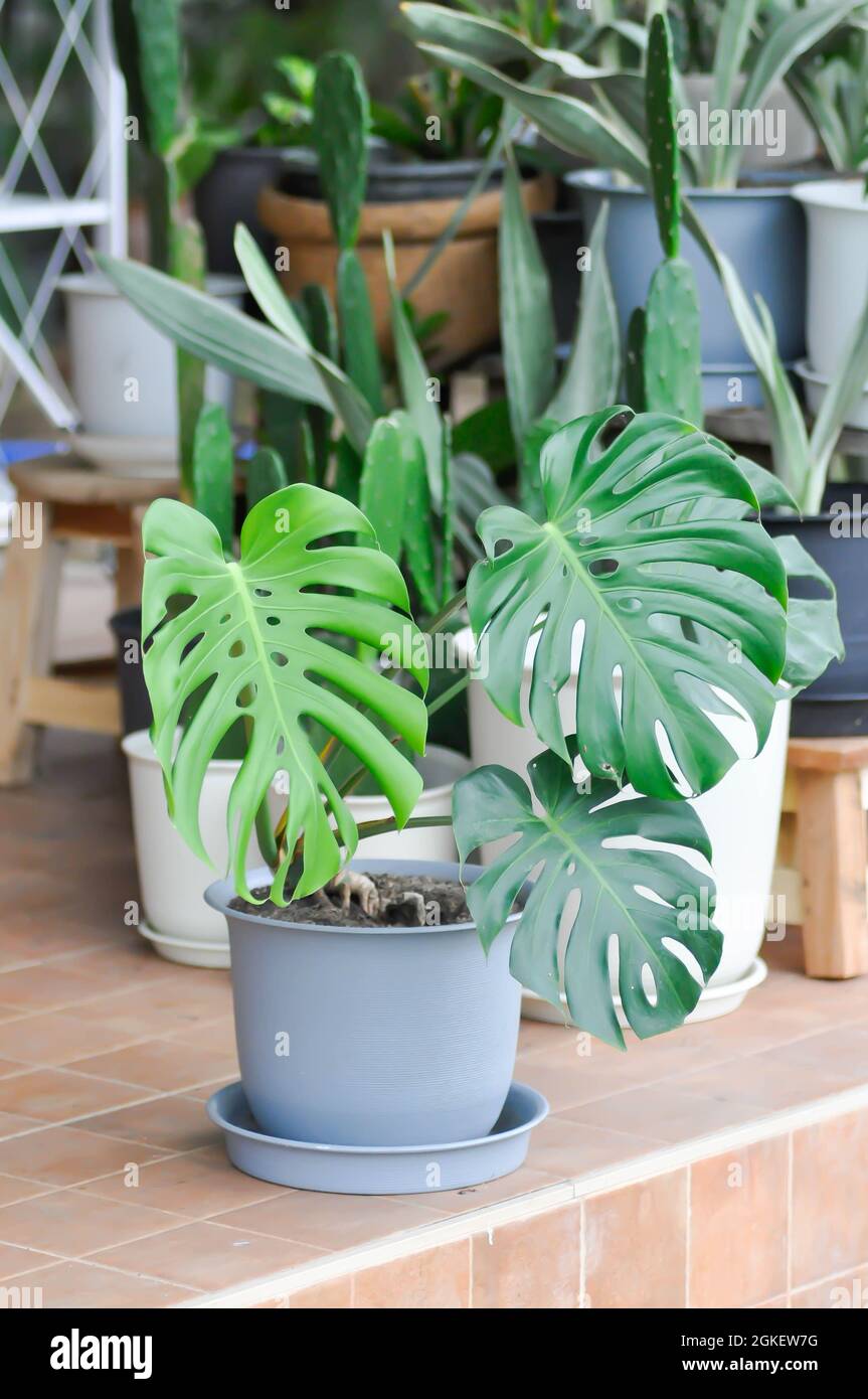 Monstera, usine de Herricane ou fromage suisse et cactus Banque D'Images