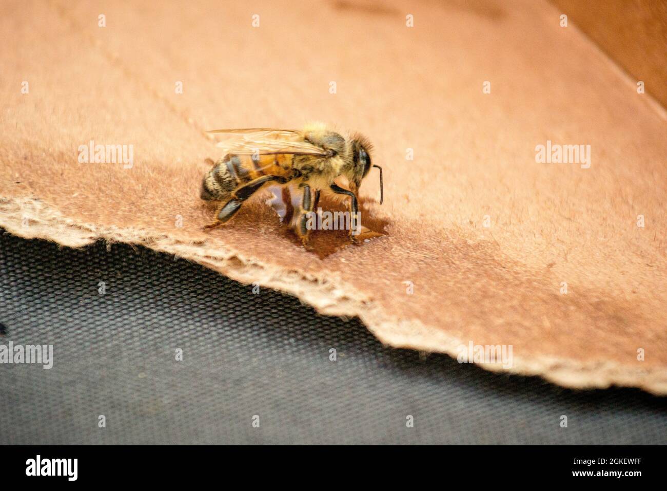 La faucily abeille se férant sur une petite goutte de miel placée sur un morceau de carton déchiré. L'abeille s'est retrouvée et s'est envolée. Banque D'Images