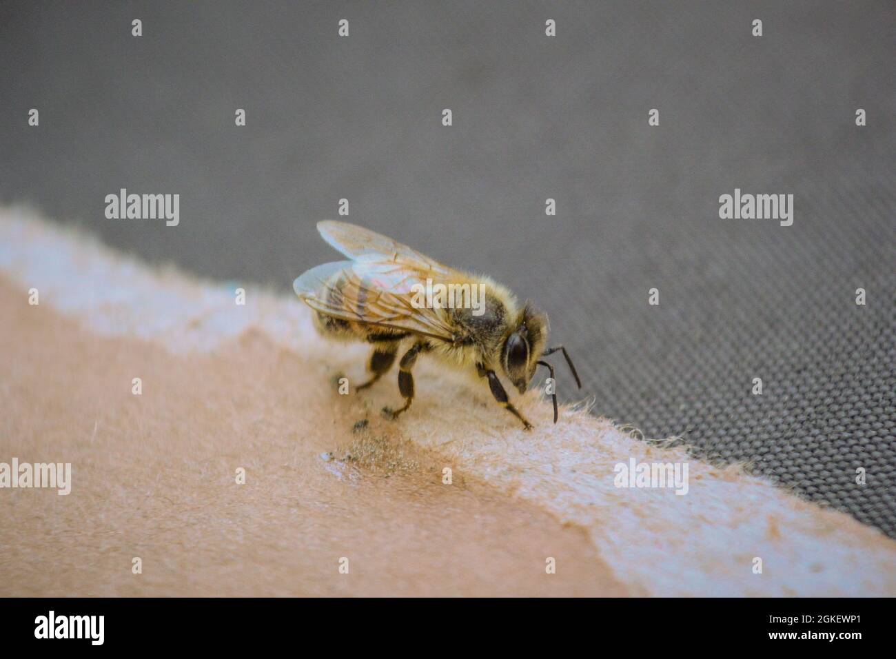 Abeille sur un morceau de carton brun déchiré, vu du côté Banque D'Images