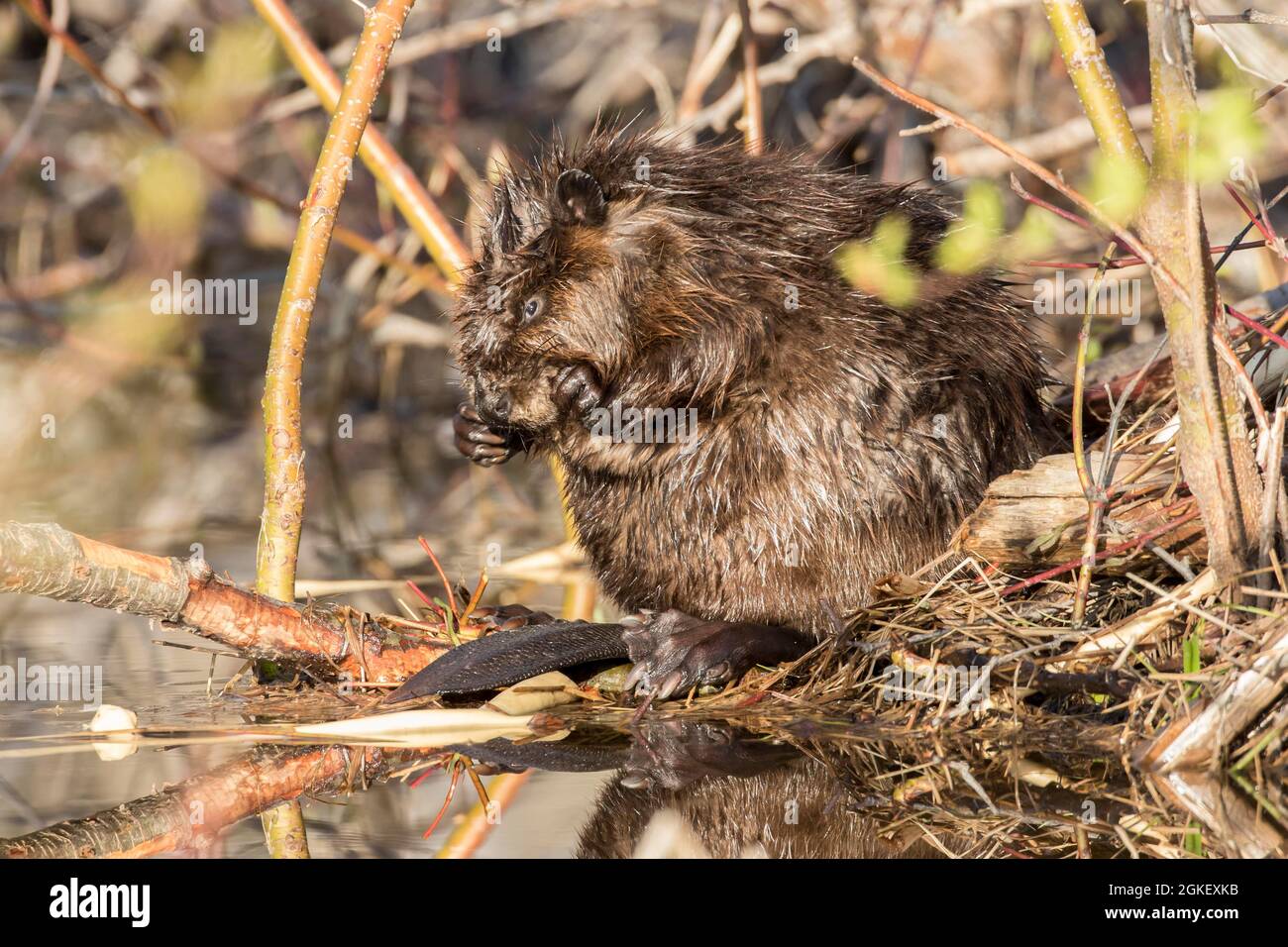 Castor canadien, castor canadien (Castor fiber canadensis), castor canadien, castor, rongeurs, mammifères, Animaux, articles de toilette pour castors américains, Castor Banque D'Images