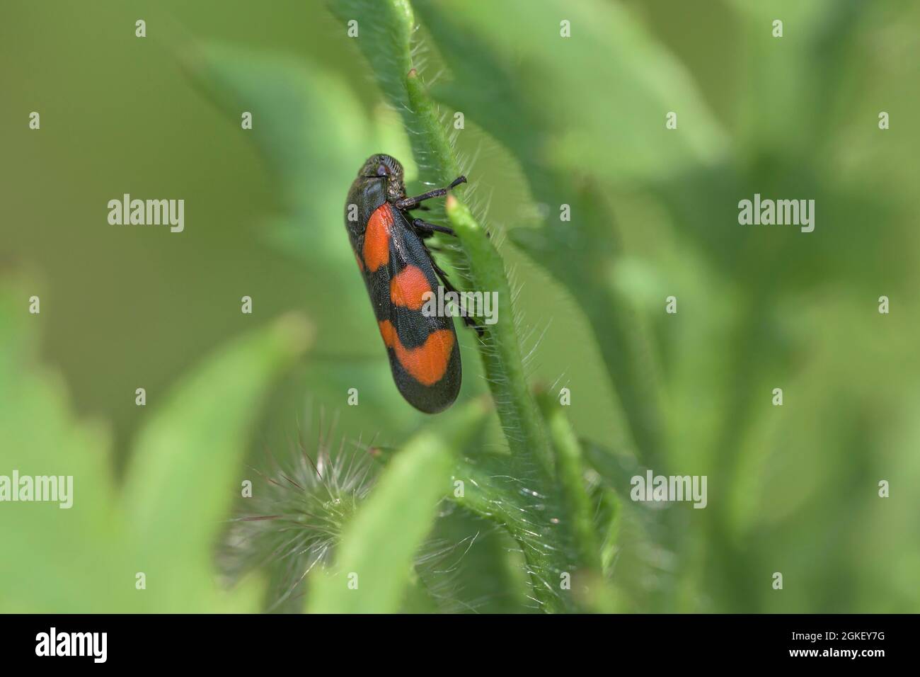 Parc naturel de Cercovis vulnerata (Red-and-Black Froghopper) Parc Frau-Holle-Land, Basse-Saxe, Allemagne Banque D'Images