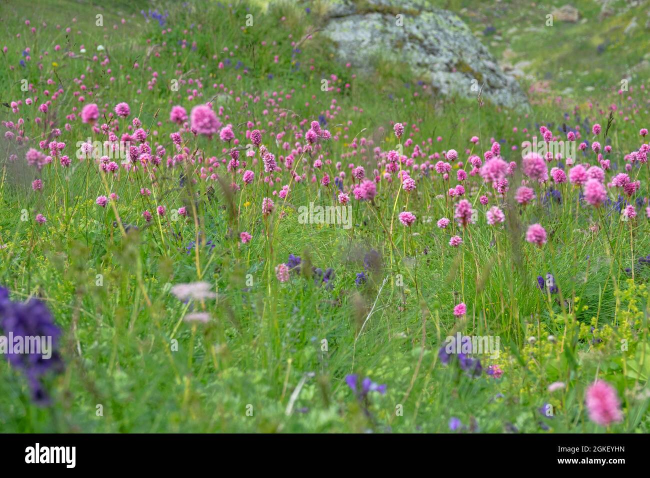Herbacée en fleurs de prairies alpines avec une prédominance d'herbe de serpent (Bistorta carnea) et de Monkshood (Aconitum napellus). Caucase du Nord, Elb Banque D'Images