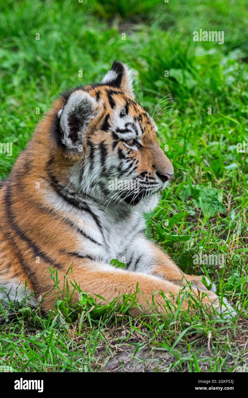 Tigre de Sibérie (Panthera tigris altaica) cub, portrait en gros plan au zoo Banque D'Images