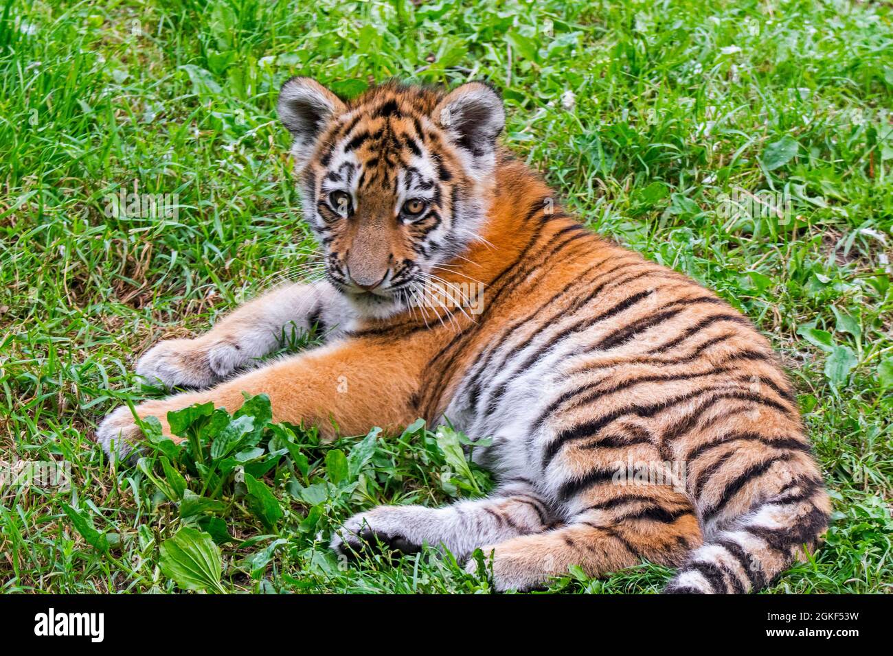 tigre de Sibérie (Panthera tigris altaica) cub au zoo de Duisburg, jardin zoologique de Rhénanie-du-Nord-Westphalie, Allemagne Banque D'Images