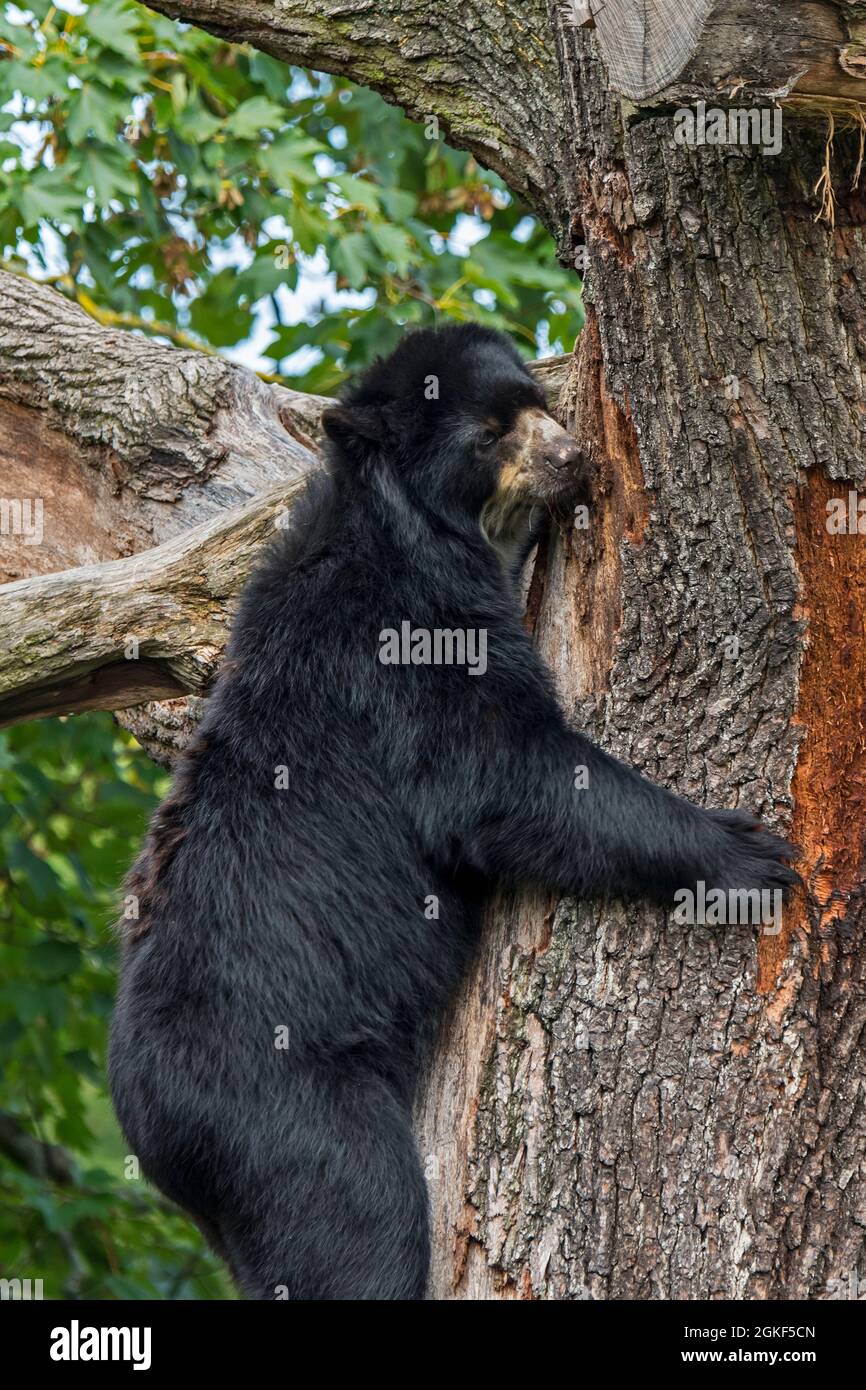 Ours spectaculaire / ours andin (Tremarctos ornatus) seulement ours natif de l'Amérique du Sud escalade arbre dans le zoo Banque D'Images