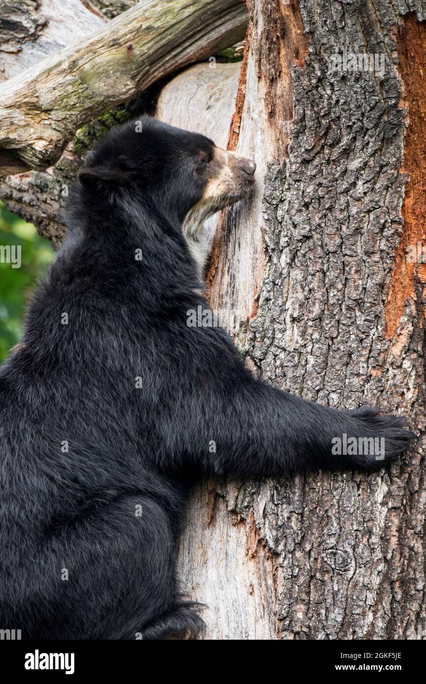 Ours spectaculaire / ours andin (Tremarctos ornatus) seulement ours natif de l'Amérique du Sud escalade arbre dans le zoo Banque D'Images