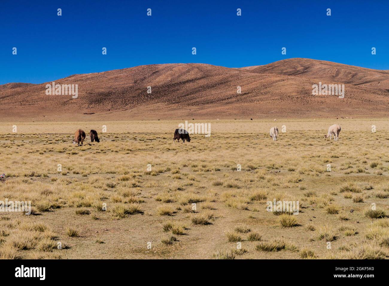 Troupeau de lamas (alpacas) dans la région d'Aguanapampa, à l'Altiplano bolivien Banque D'Images