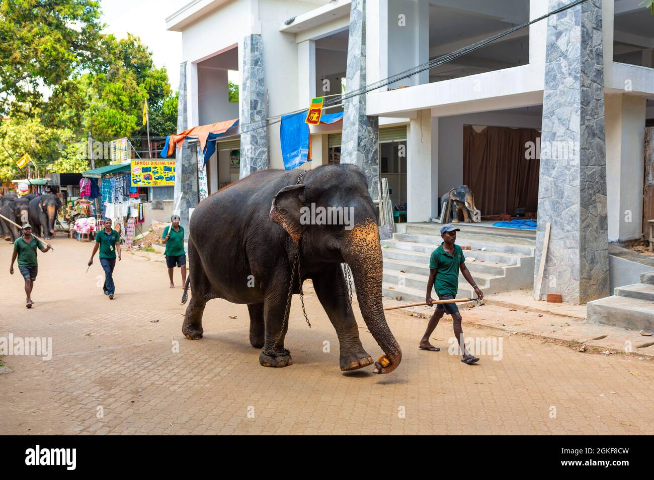 Un troupeau d'éléphants est conduit dans une rue de la ville après avoir nagé dans la rivière. Orphelinat d'éléphants au Sri Lanka. Colombo, Sri lanka - 02.06.2018 Banque D'Images