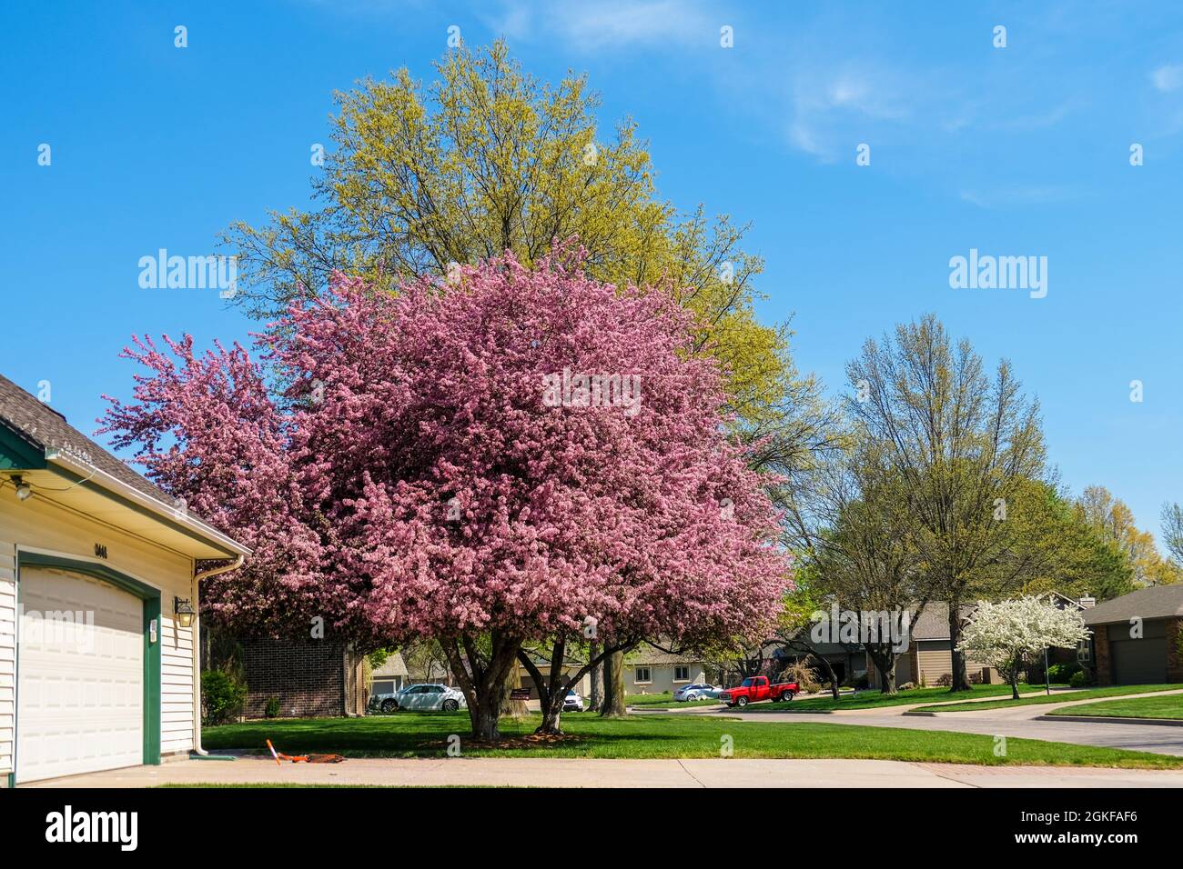 L'écrevisse rose en fleurs, 'Prairie Rose', Malus loensis, dans la pelouse avant d'une maison. Kansas, États-Unis. Banque D'Images