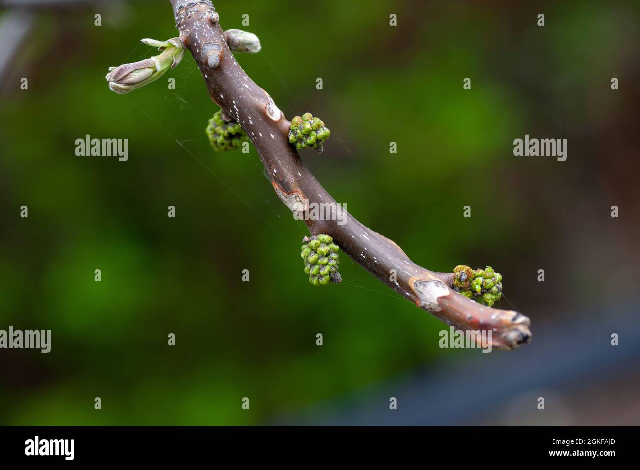 Branche de noyer. Gros plan des bourgeons verts et des feuilles de noyer non ouvertes sur fond naturel dans le jardin de printemps le jour chaud de mai, Juglans regia Banque D'Images