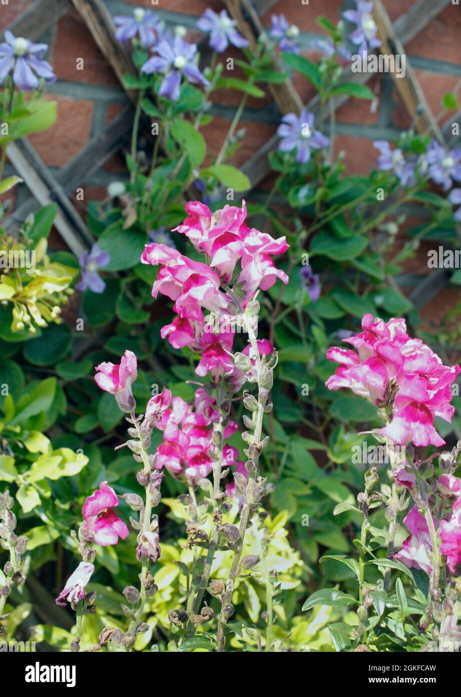 Antirrhinums roses (vivandragons) poussant debout devant des clematis mauves grimpant sur des œuvres de trellis Banque D'Images