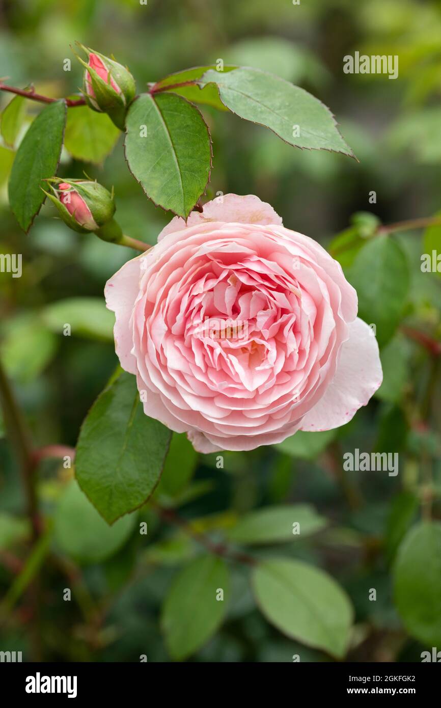 Gros plan de Rosa Wisley 2008. Une belle rose anglaise rose de David Austin. ROYAUME-UNI Banque D'Images