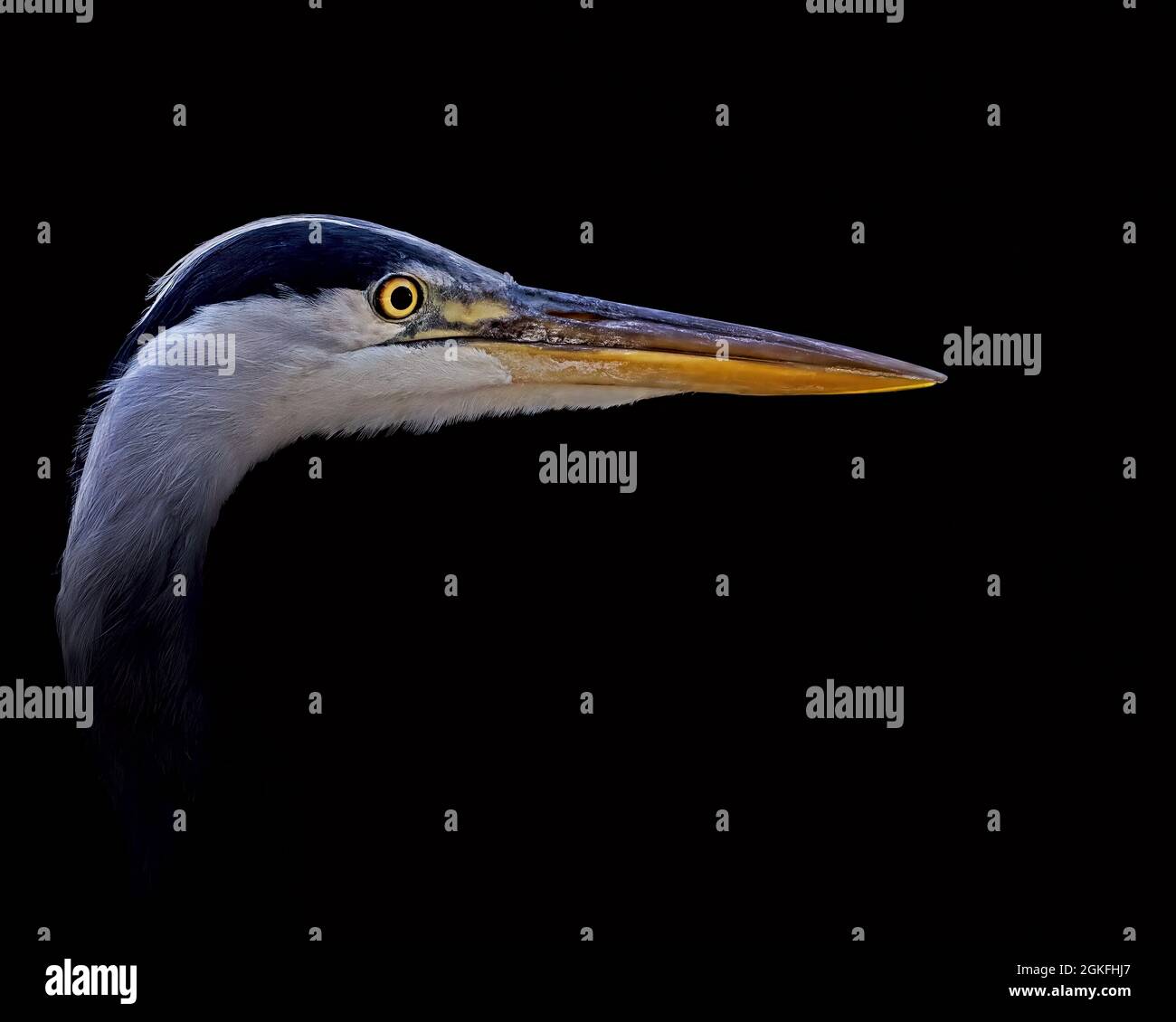 Gros plan de la tête d'un héron gris, Ardea cinerea, isolé sur fond noir Banque D'Images