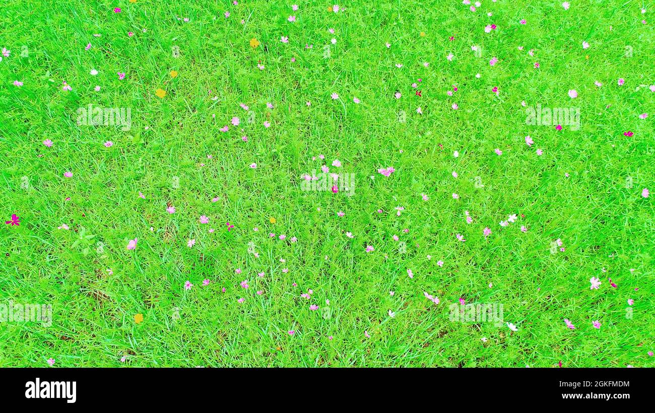 Vue sur un champ avec des fleurs sauvages naturelles dans le Tennessee Banque D'Images