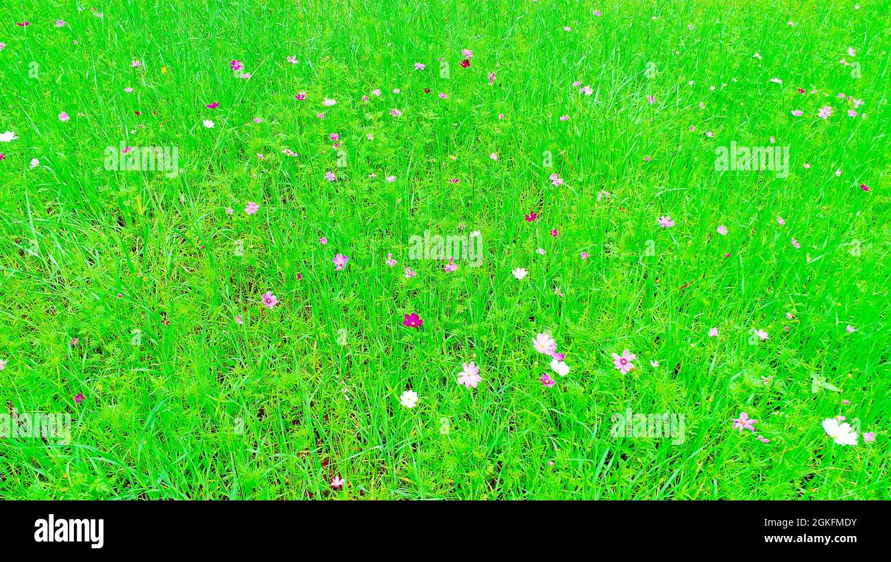 Vue sur un champ avec des fleurs sauvages naturelles dans le Tennessee Banque D'Images
