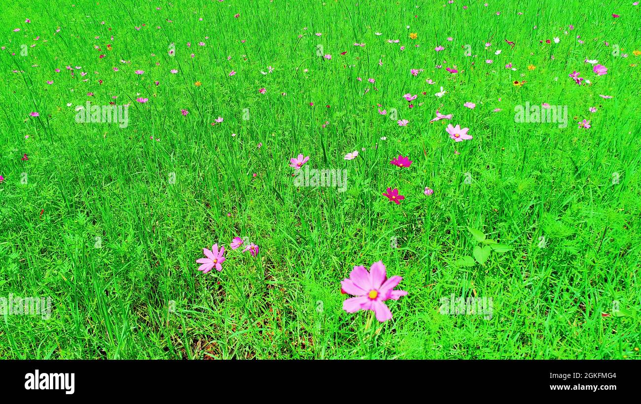 Vue sur un champ avec des fleurs sauvages naturelles dans le Tennessee Banque D'Images