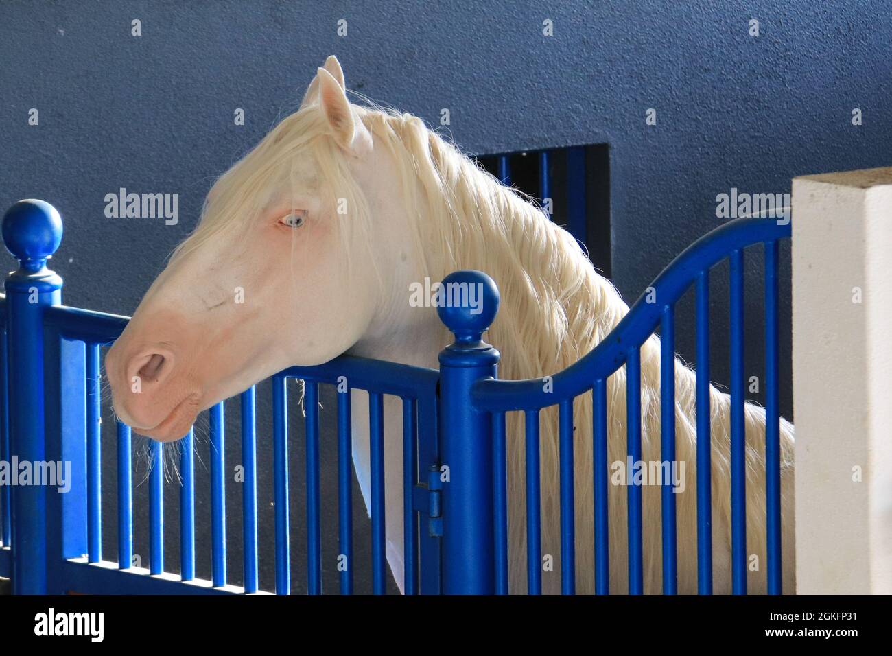 Portrait du cheval Isabel. Étalon Akhal-Teke dans une écurie Banque D'Images