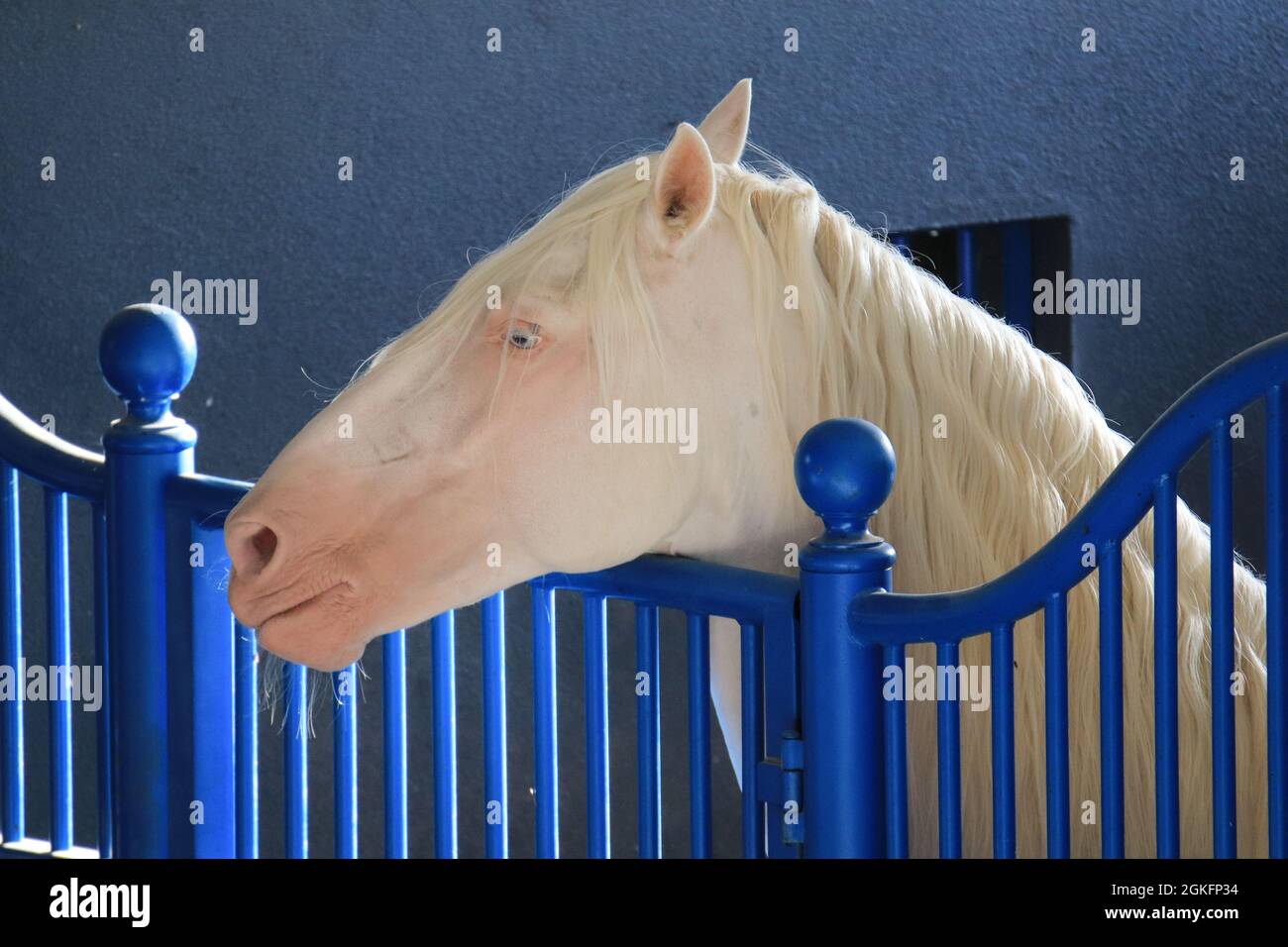 Portrait du cheval Isabel. Étalon Akhal-Teke dans une écurie Banque D'Images