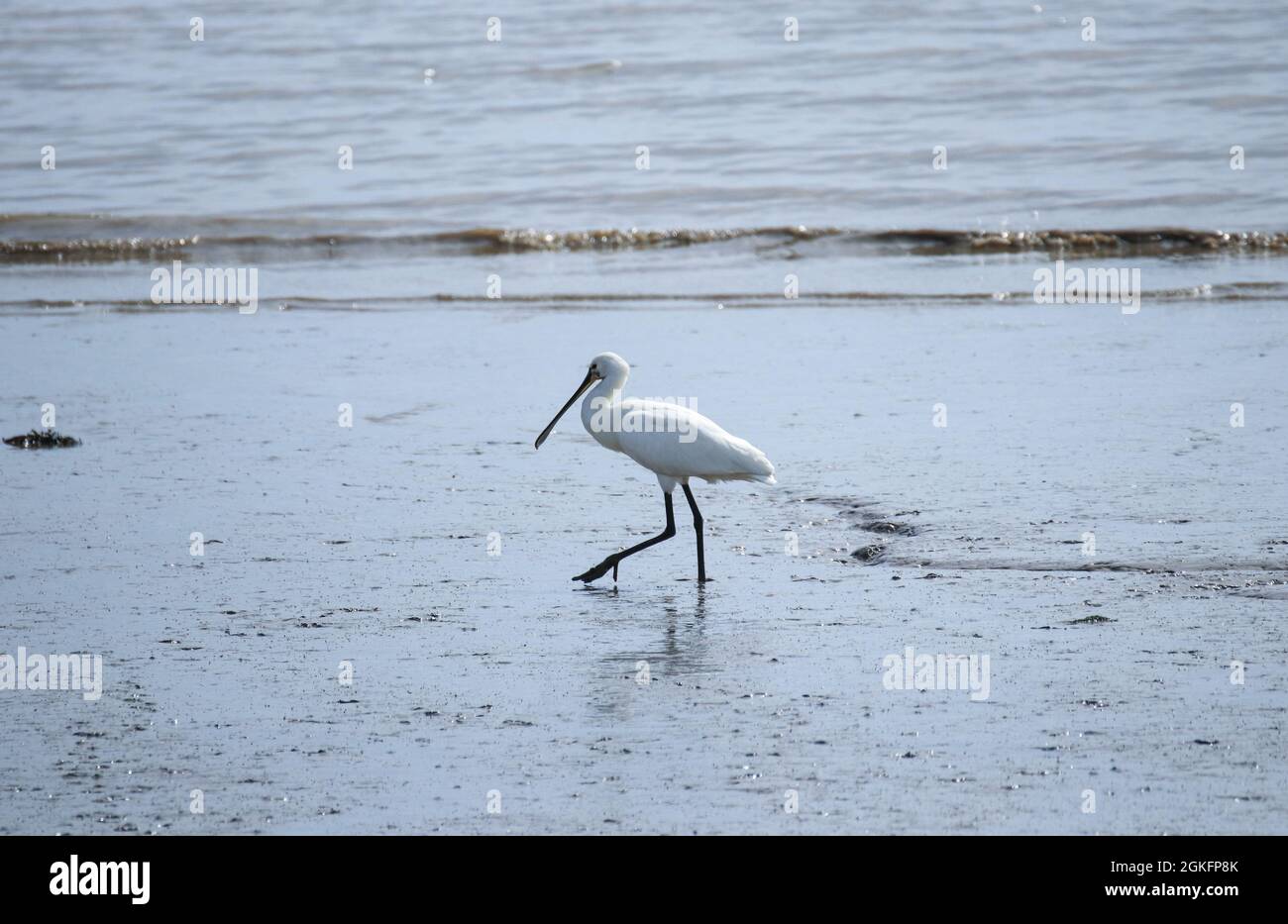 Le spoonbill eurasien ou le spoonbill commun (Platalea leucorodia) debout dans un étang Banque D'Images